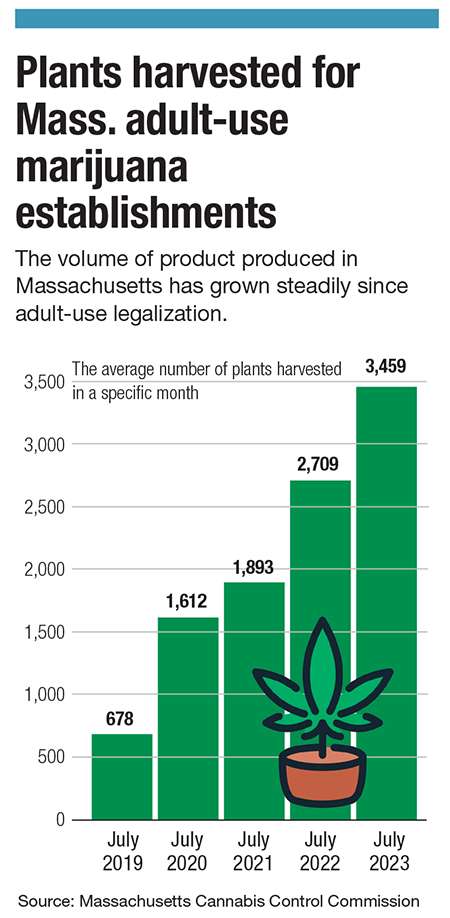 A chart showing the increase in plants harvested for marijuana in the cannabis market