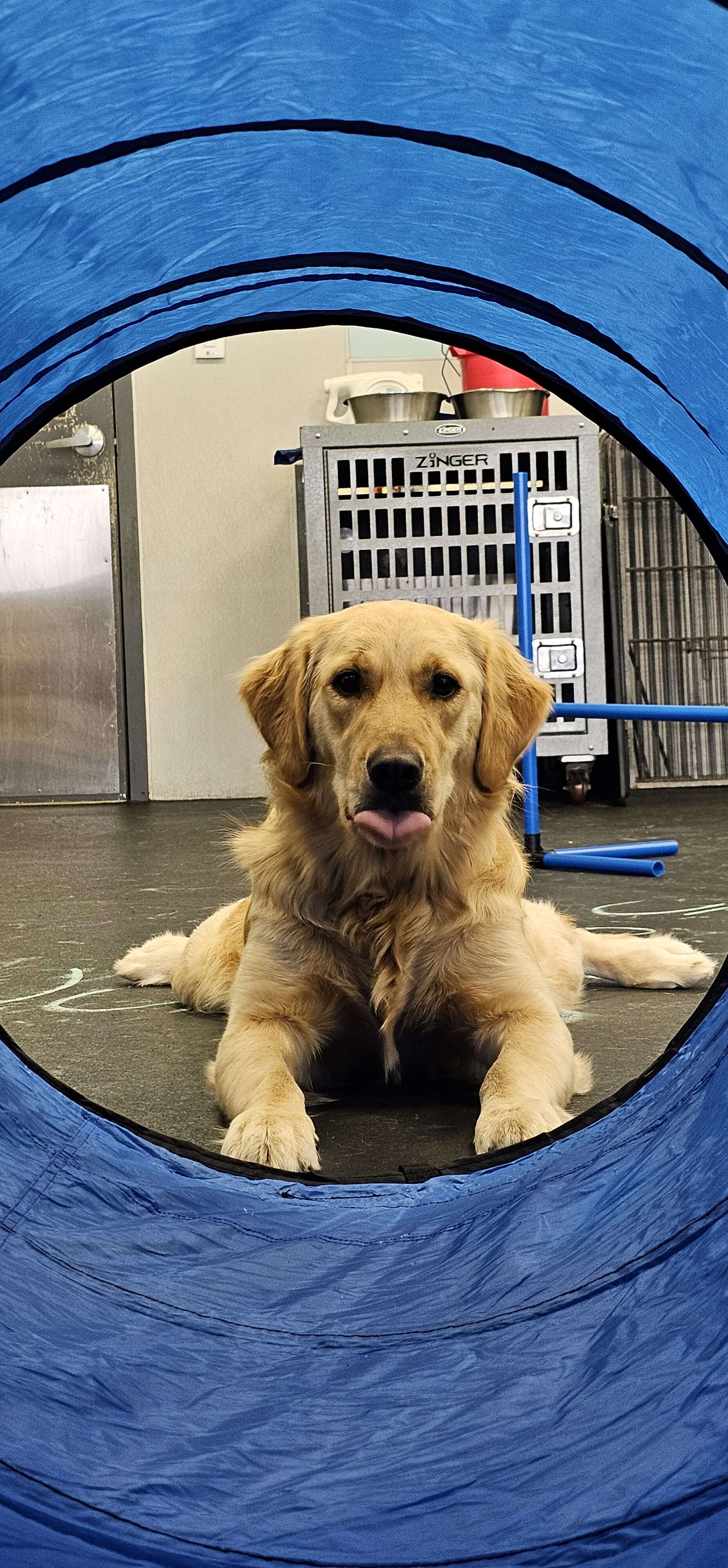 A golden retriever at the end of a blue tunnel licks its lips