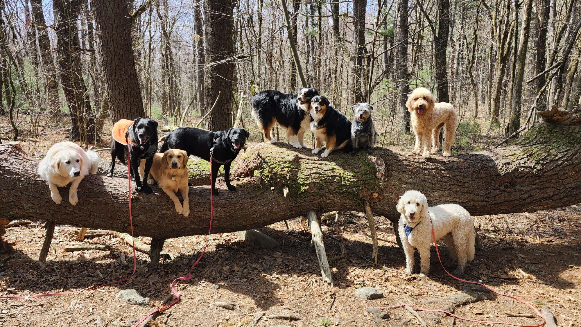 Nine dogs stand along a tree trunk that has fallen over on a trail path in the woods.