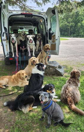 Eleven dogs sit inside the back of a van and on the grass behind it.