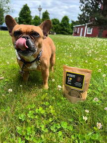 A small brown dog licking its lips stands on grass next to a bag of dog biscuits.