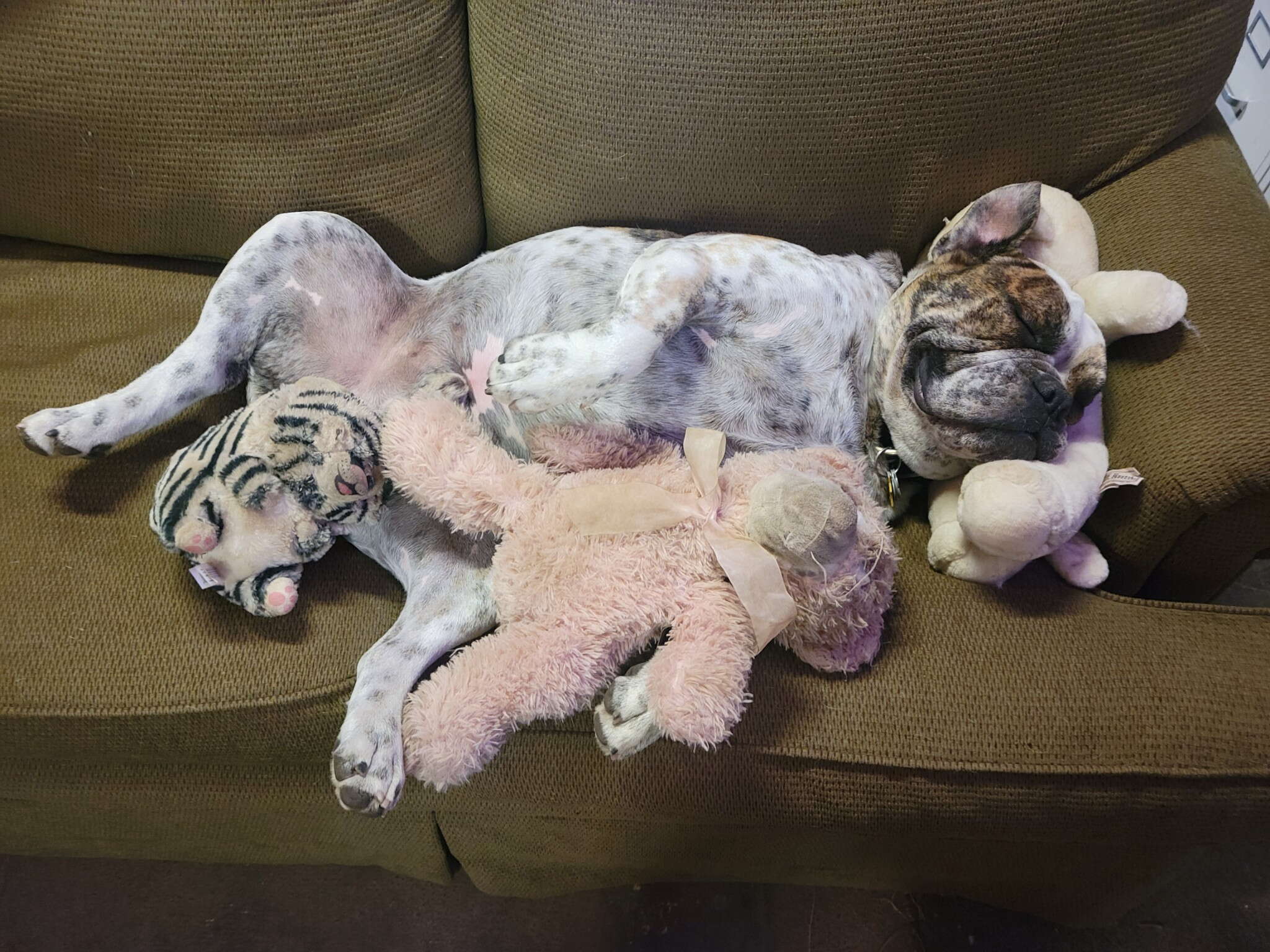 A bulldog lays on a brown couch with stuffed animals around him.