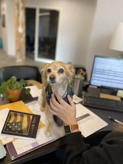 A small, light beige dog sitting on a desk