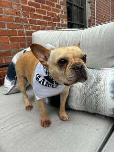 A small brown down stands on a grey chair wearing a white bandana around its neck.