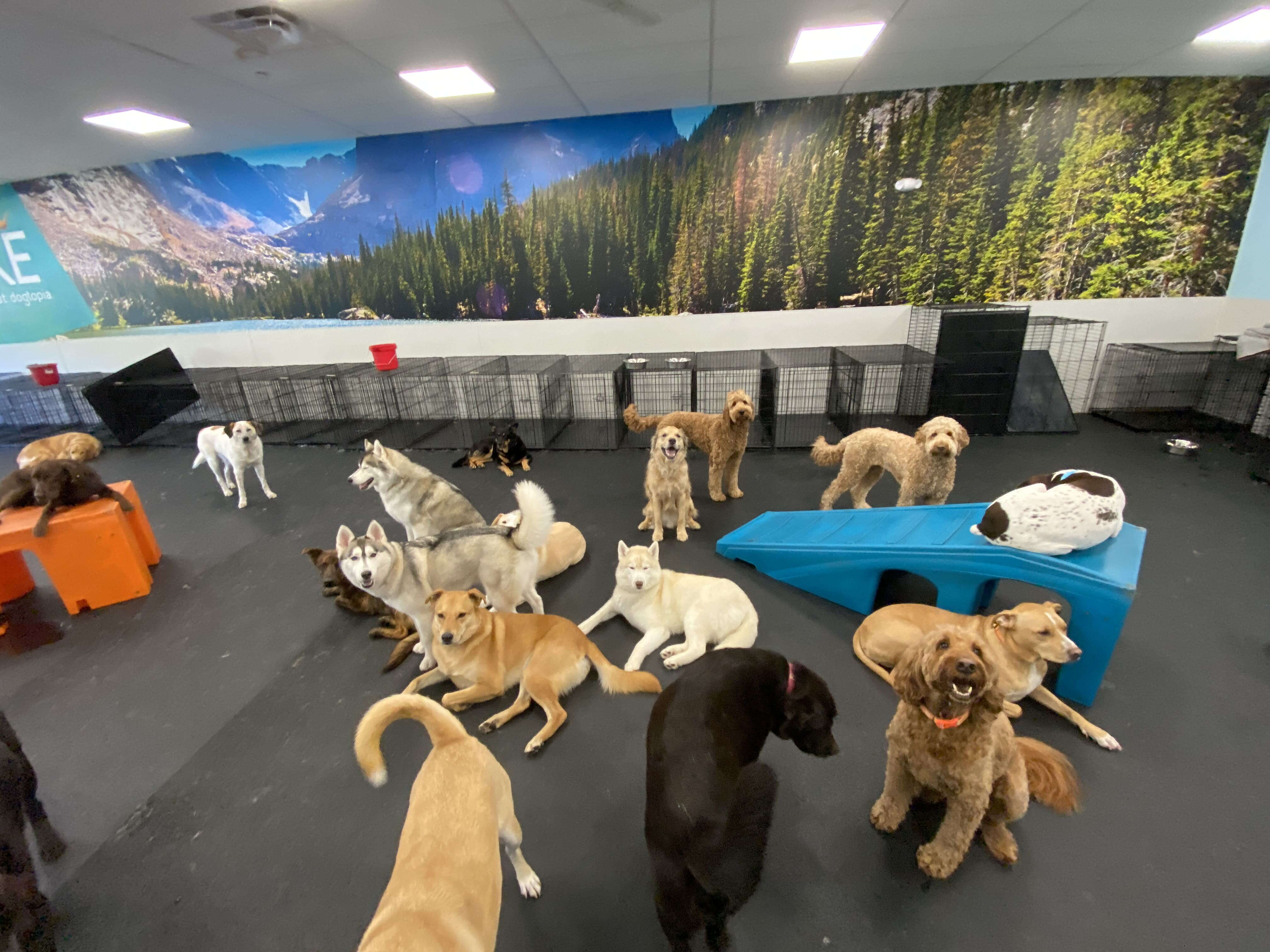 About a dozen dogs lay around in a large room lined with a bunch of cages.