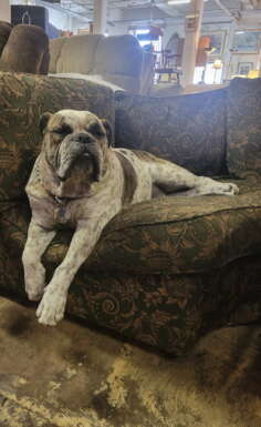 A large bulldog sits on a couch in a furniture store.