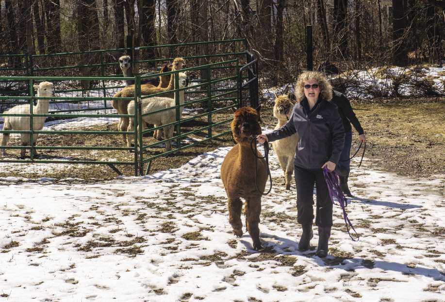 Bedenice at the farm pictured with several alpacas