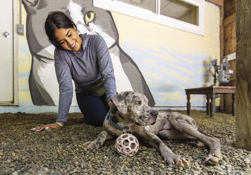 A woman wearing a grey hoodie pets a gray dog with black spots.