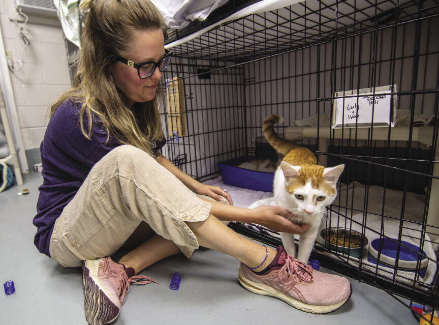 A blonde woman wearing a blue shirt pets a white-and-orange cat.