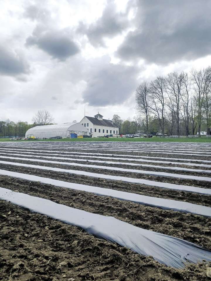 Rows of soil at the CHP farm, with the organization's white barn and greenhouse in the background.