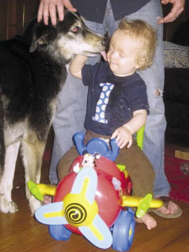A dog licks the face of a young toddler.