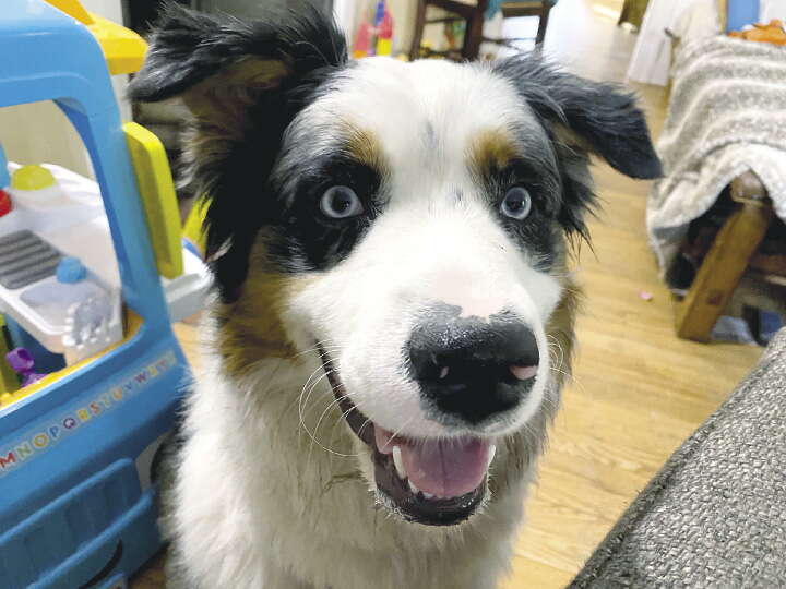 A tri-color dog stares at the camera.