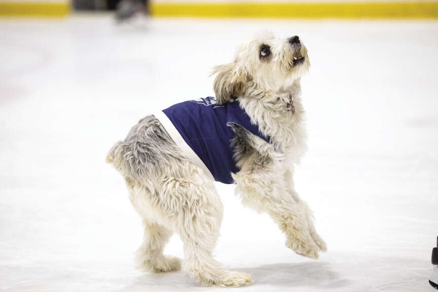 A white dog wearing a blue shirt looks upwards while standing on a ice hockey rink