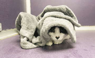 A black and white cat hides under a blanket