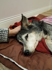 A dog lays on her side as a hand pets her head.