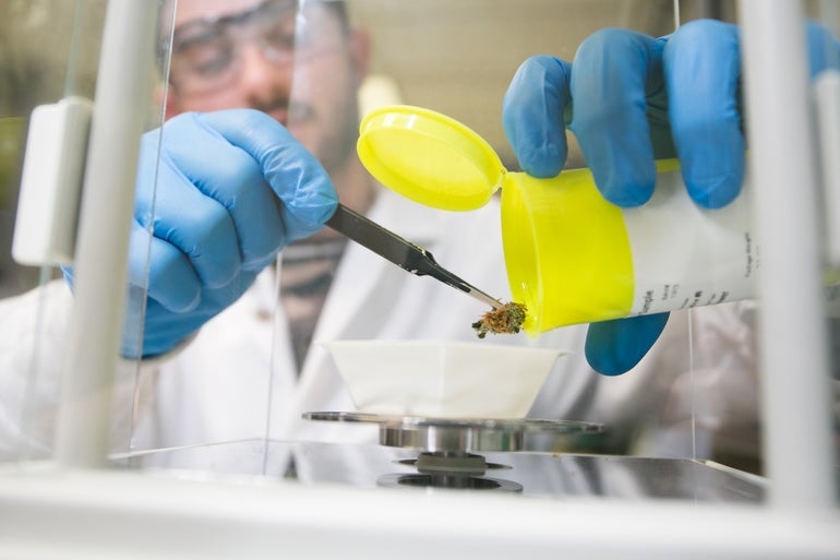 Person in lab coat using tweezers to move cannabis