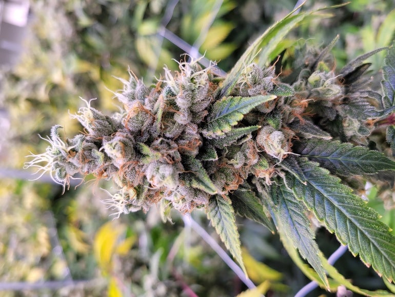 a cannabis bud