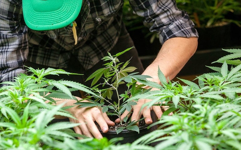 A person wearing a hat and plaid shirt plants a hemp plant