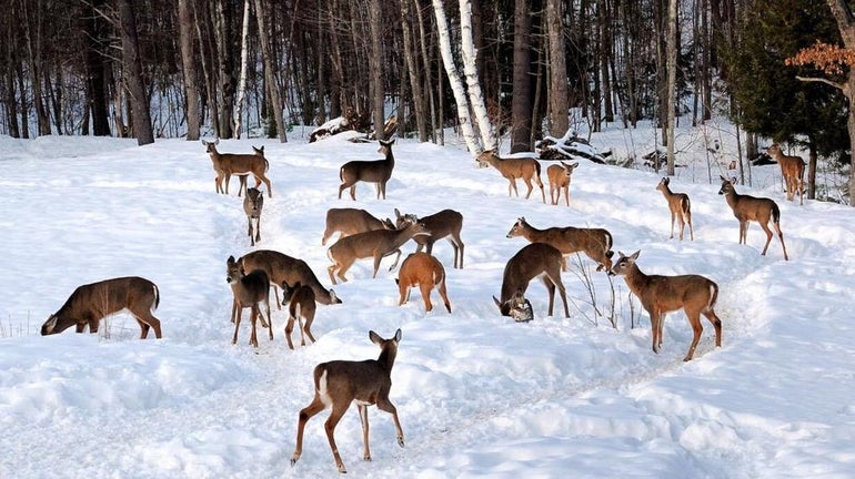 A group of deer graze in a snowy field