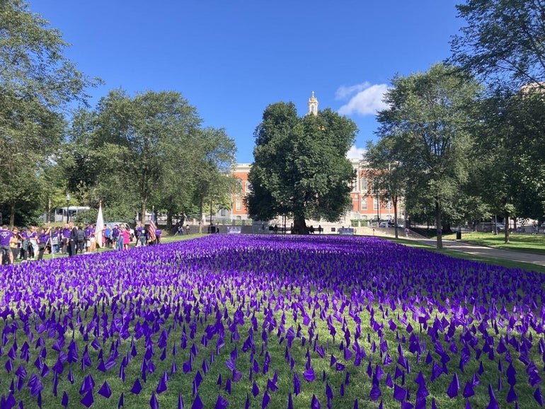 A grass field with thousands of little purple flags staked in it