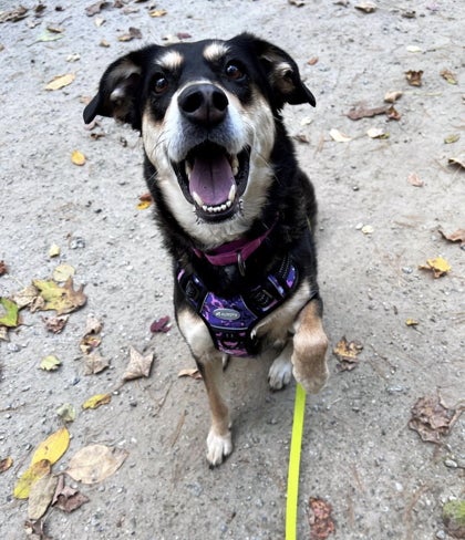 A Shepherd mix dog sits on the ground outside with her paw up and her mouth open looking at the camera.