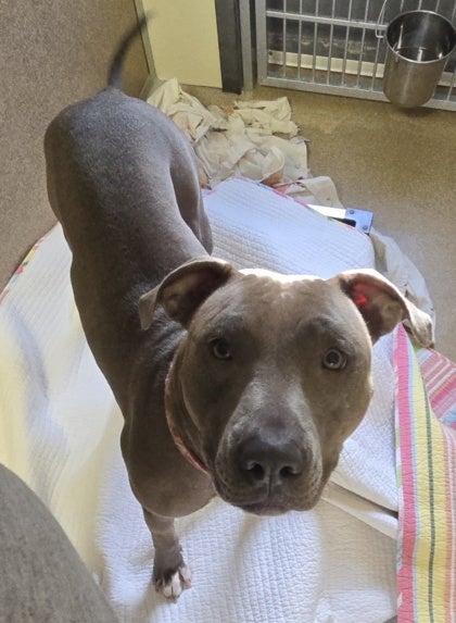 A grey dog looks at the camera above it while standing on a white towel