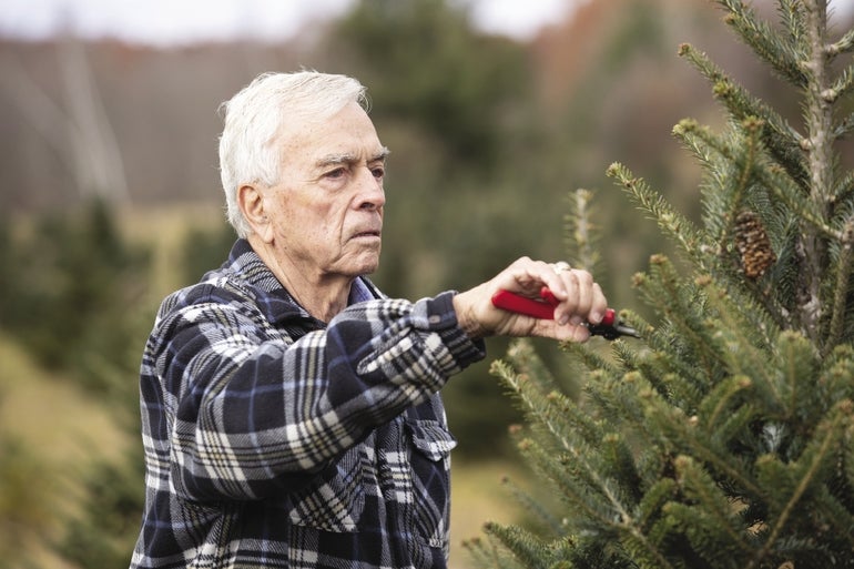 christmas tree farms massachusetts