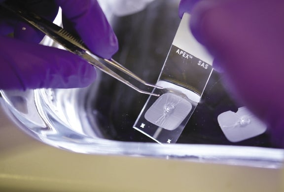 A pair of gloved hands using tweezers on a microscopic slide.