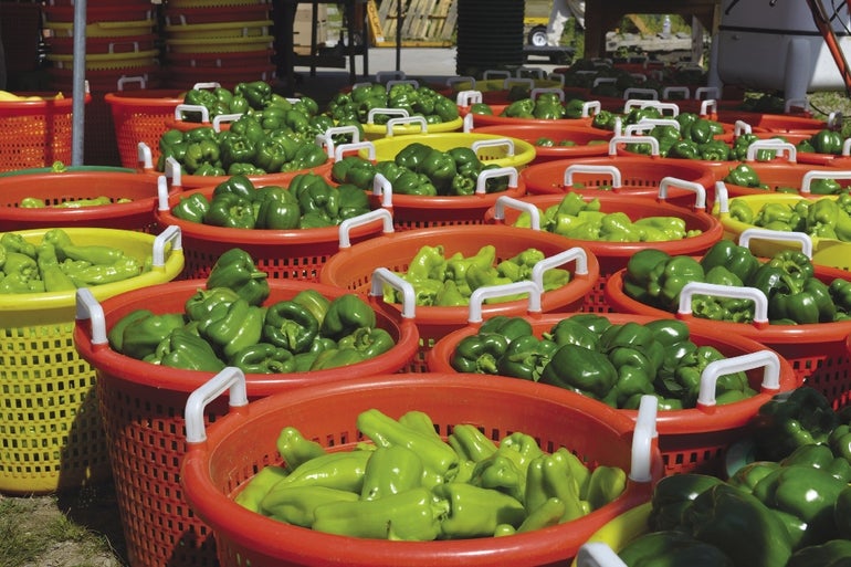 Many red bins full of green bell peppers.