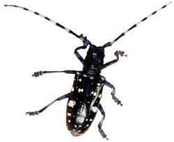 Lolita recommends best of Gay christmas hentai ma worcester Asian beetle longhorn