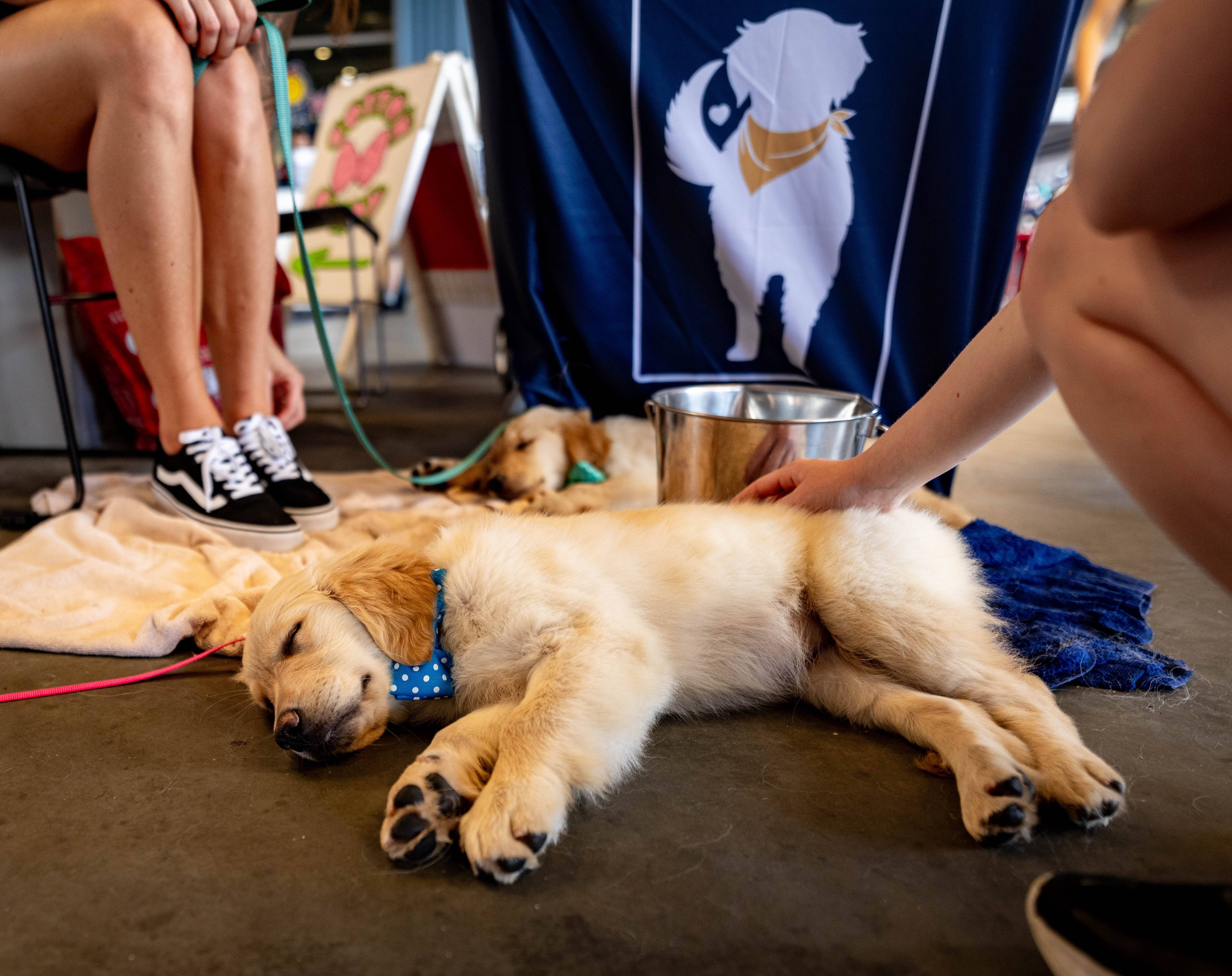 Two puppies sleeping