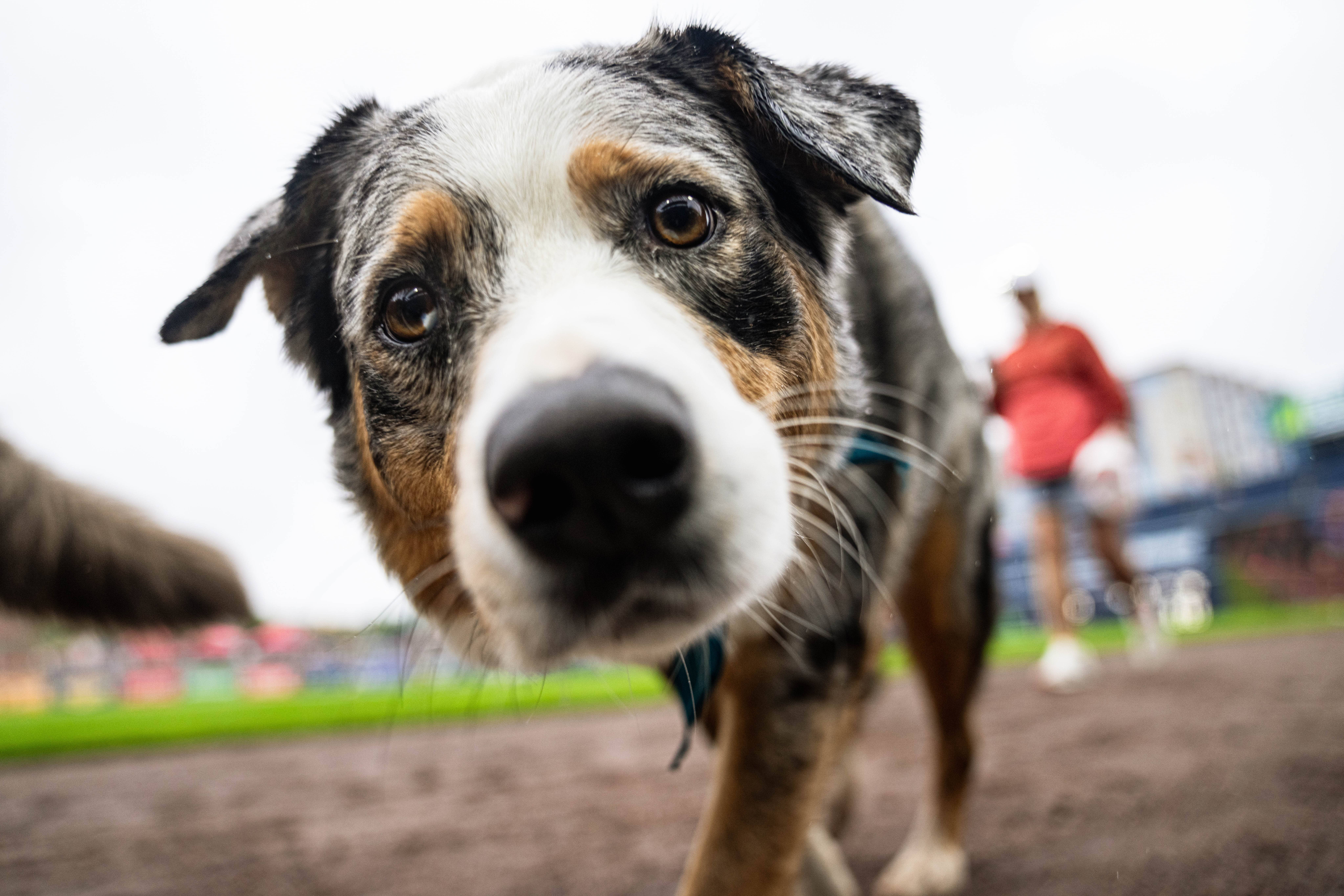 Close up of dog's face