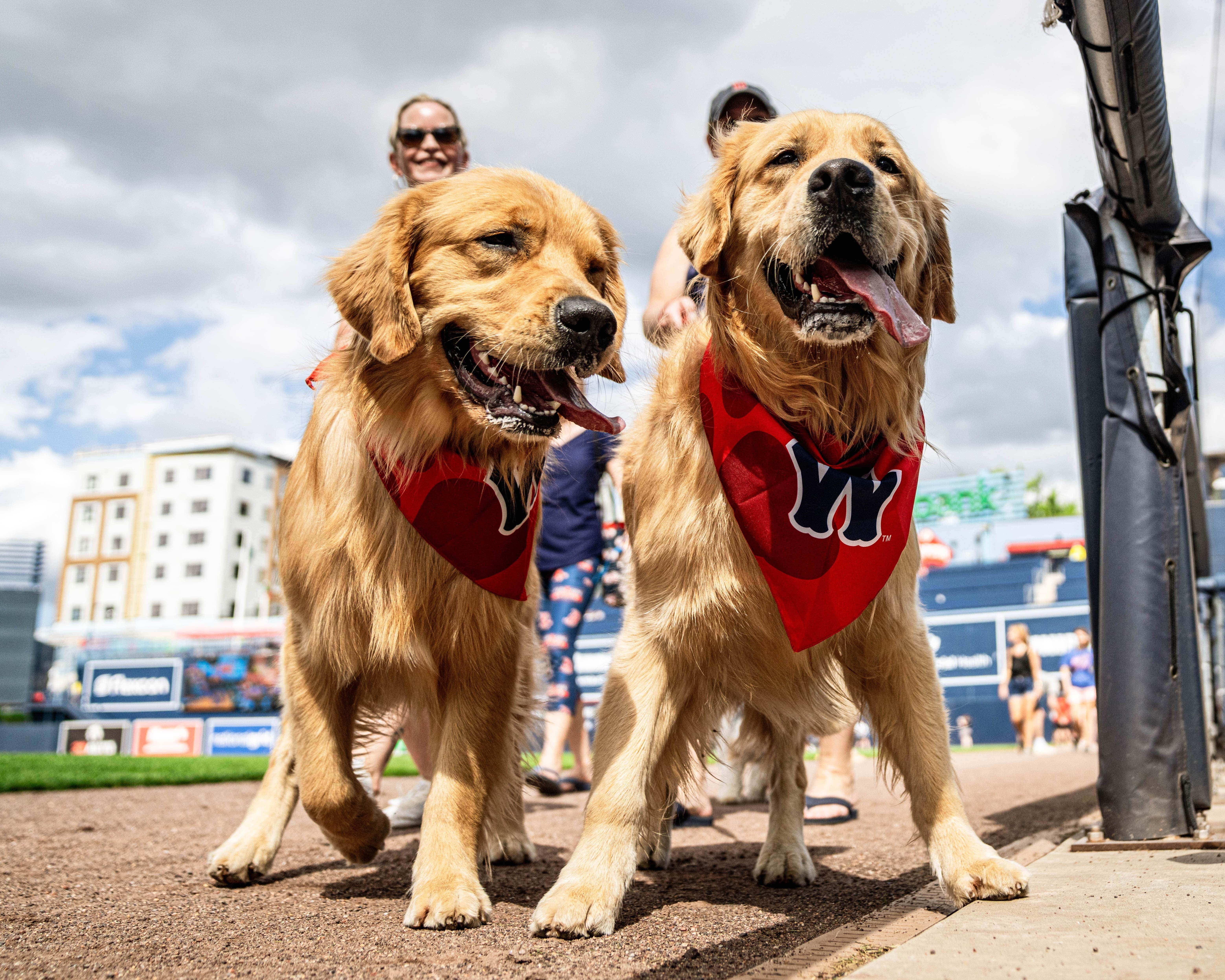 Two golden retrievers wearing WooSox bandanas