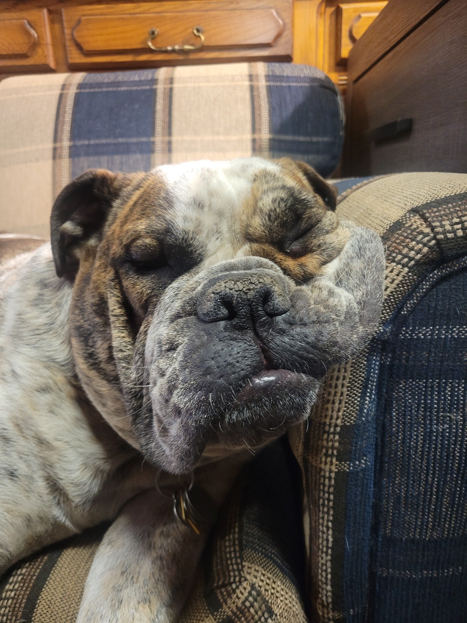 An upclose picture of a bulldog's face mushed into a couch while sleeping