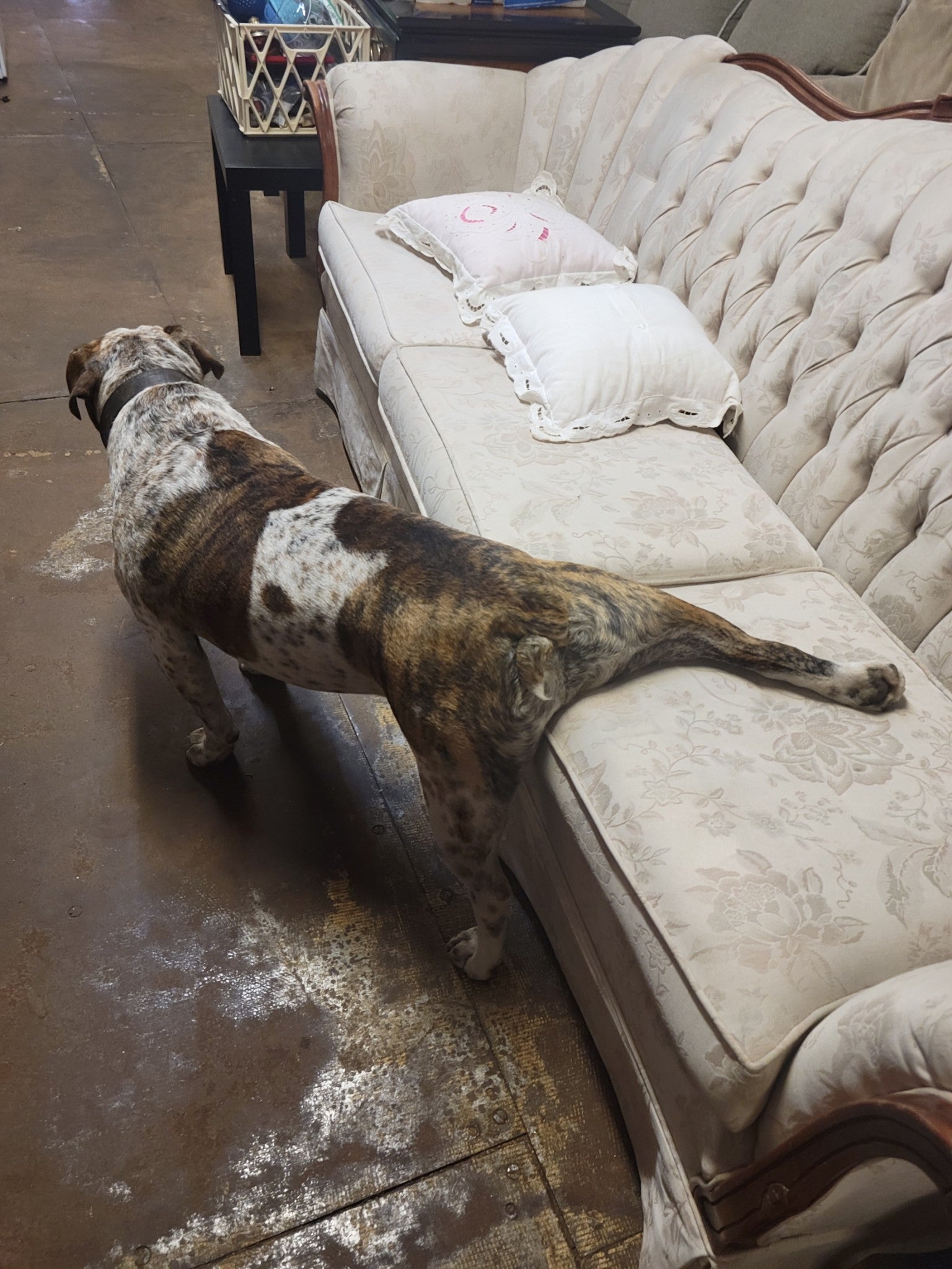 A bulldog standing on a brown floor with one back leg on a blush-colored couch