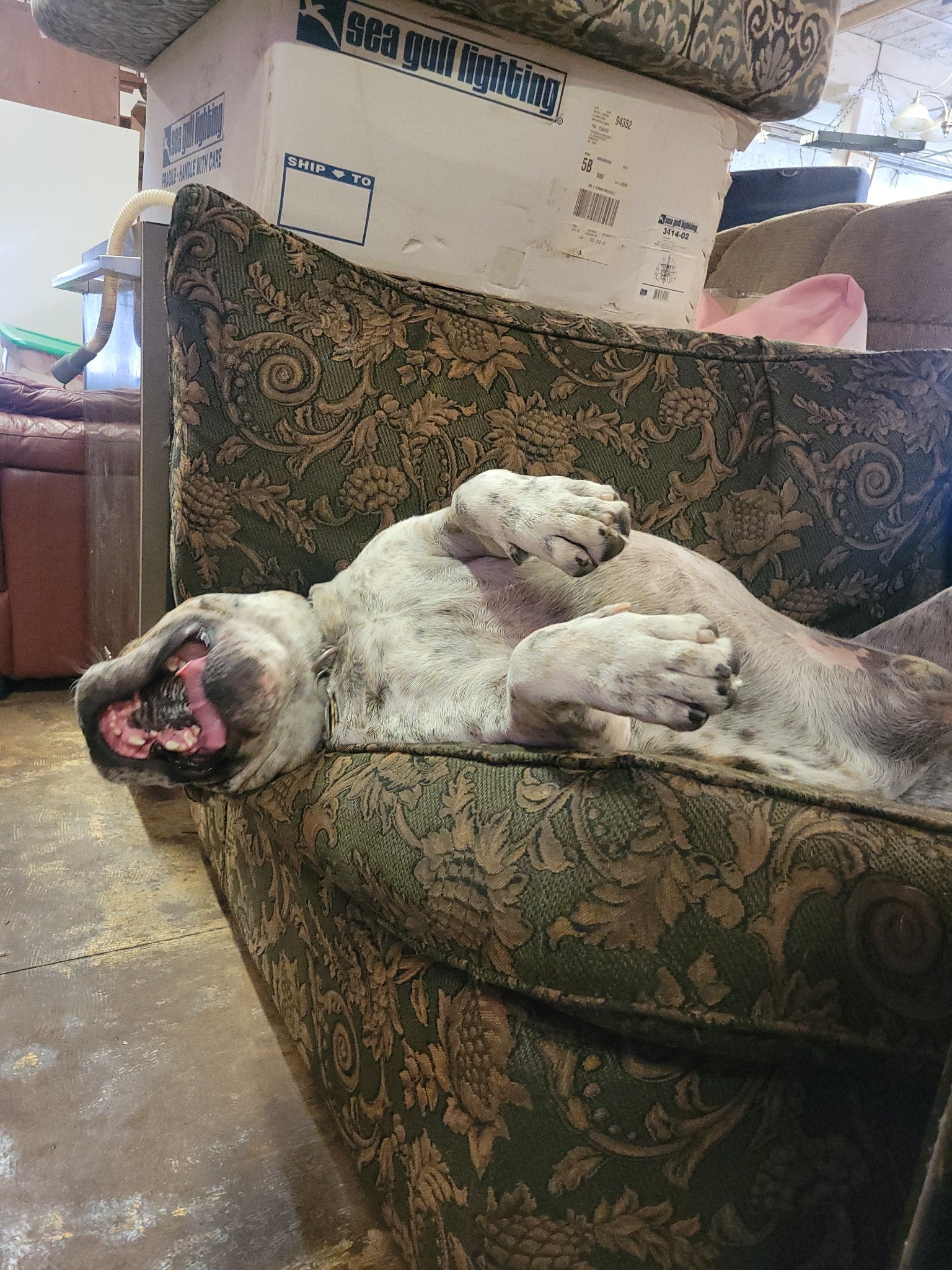 A bulldog lays with his mouth open on a green patterned couch. 