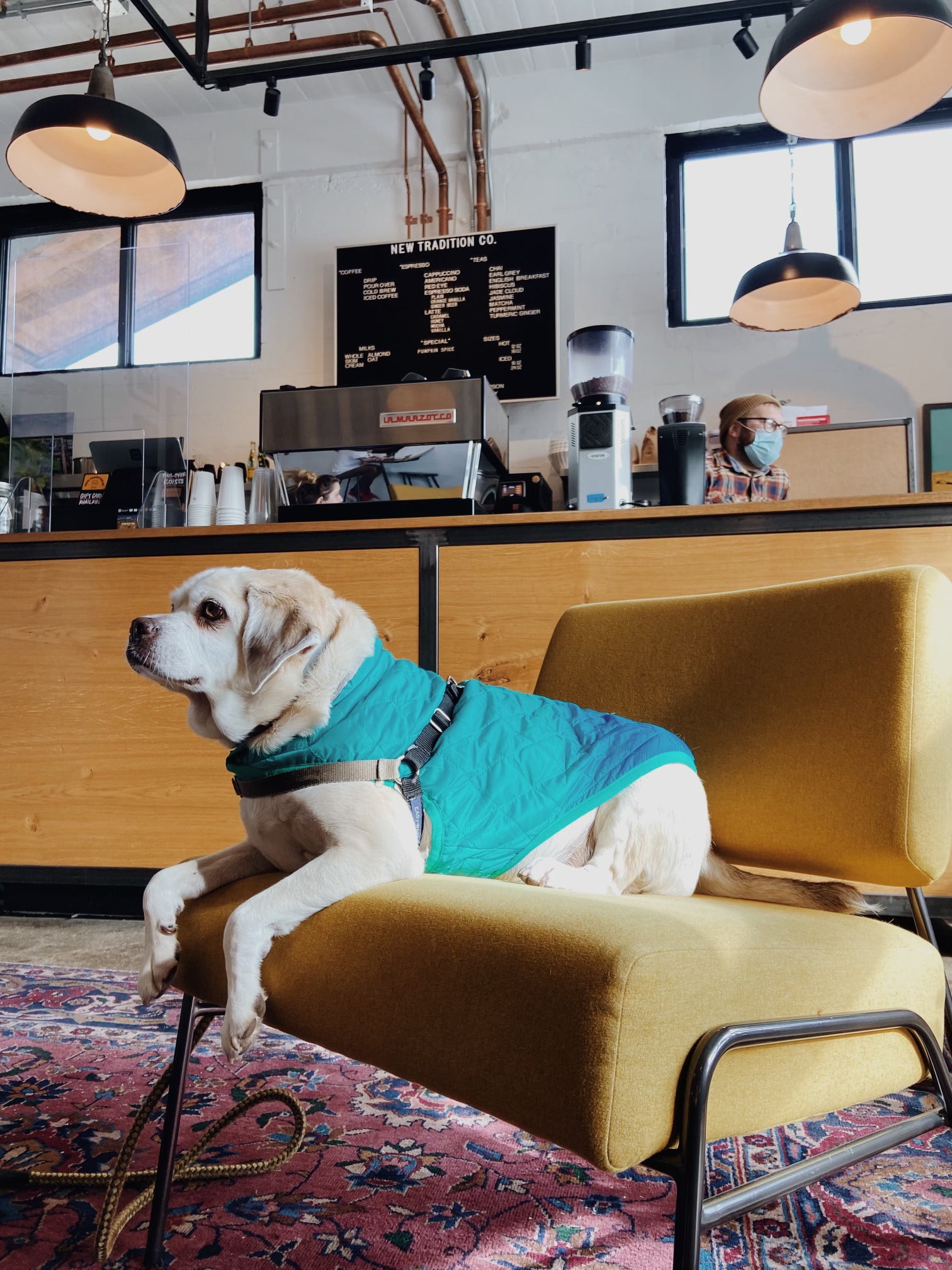 A white dog sits with a blue jacket on on a mustard-colored chair inside a cafe.