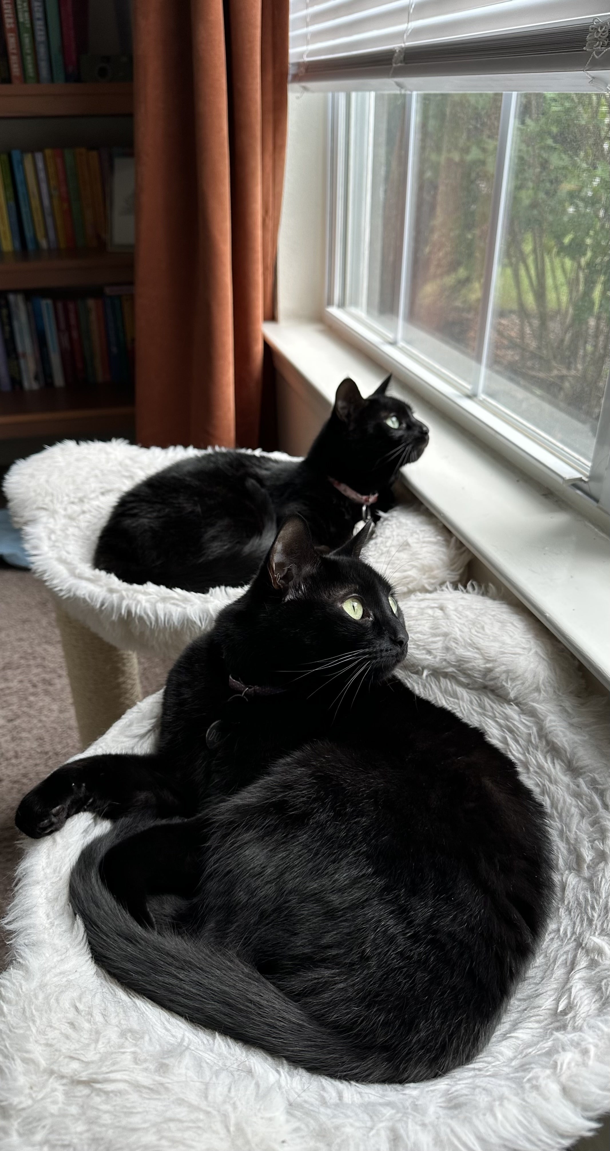 Two black cats sit on cat towers while looking out the window.