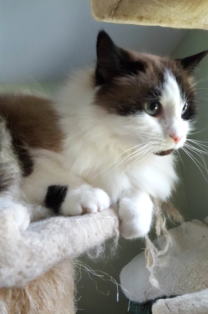 A black, white, and brown cat sits on a cat tower.