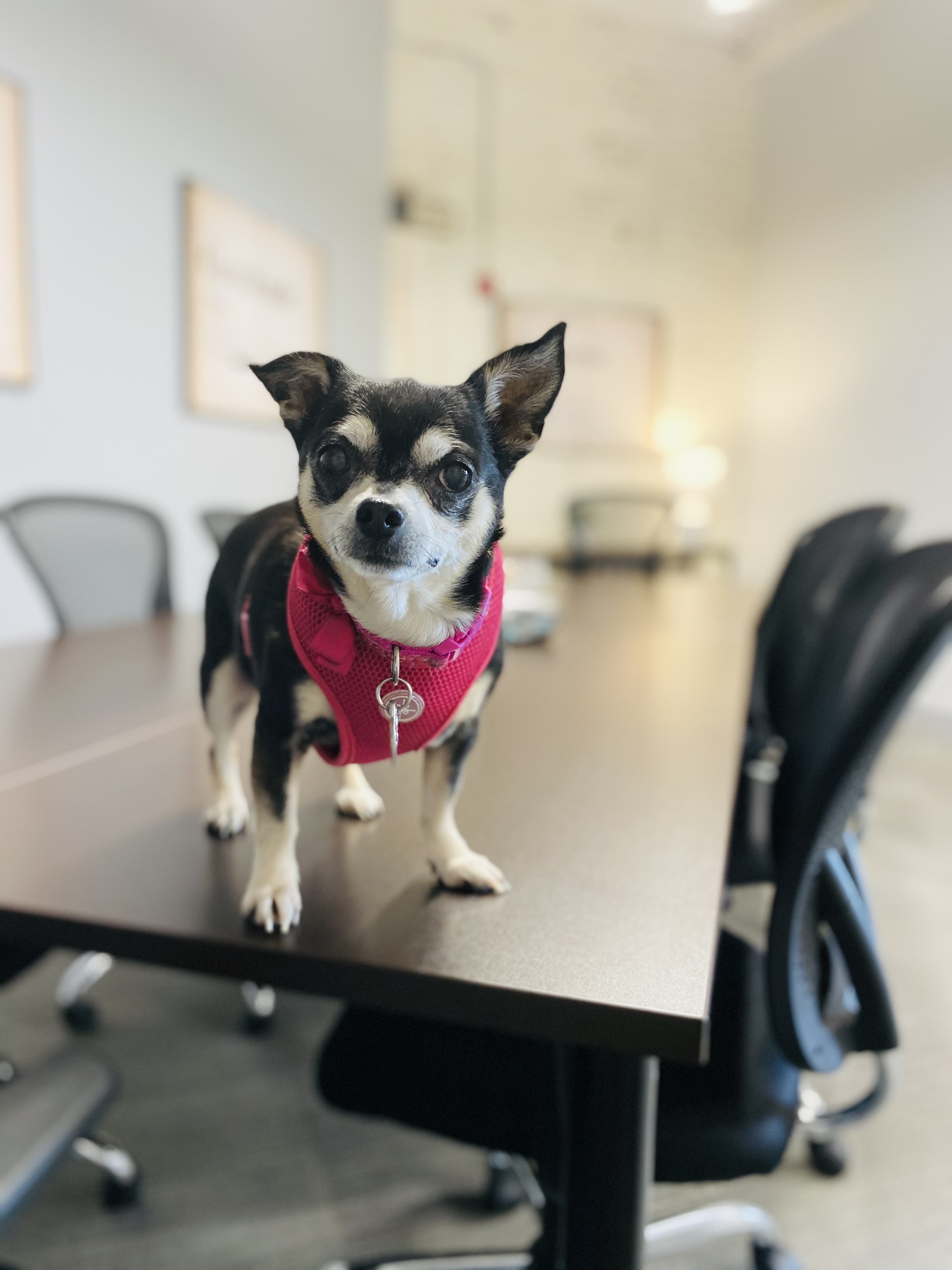A small black and white dog stands on a black table.