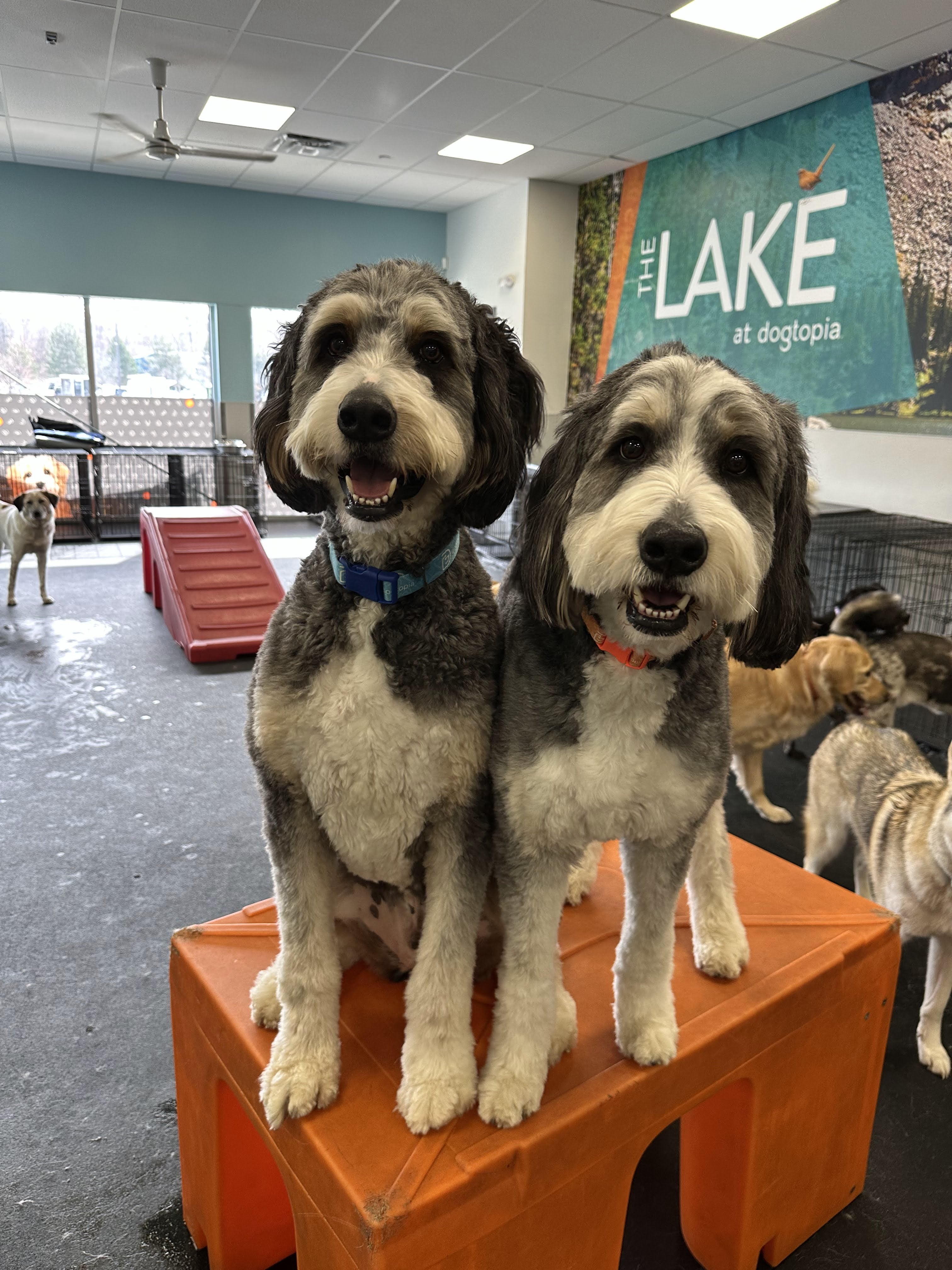 Two dogs sit atop an orange crate