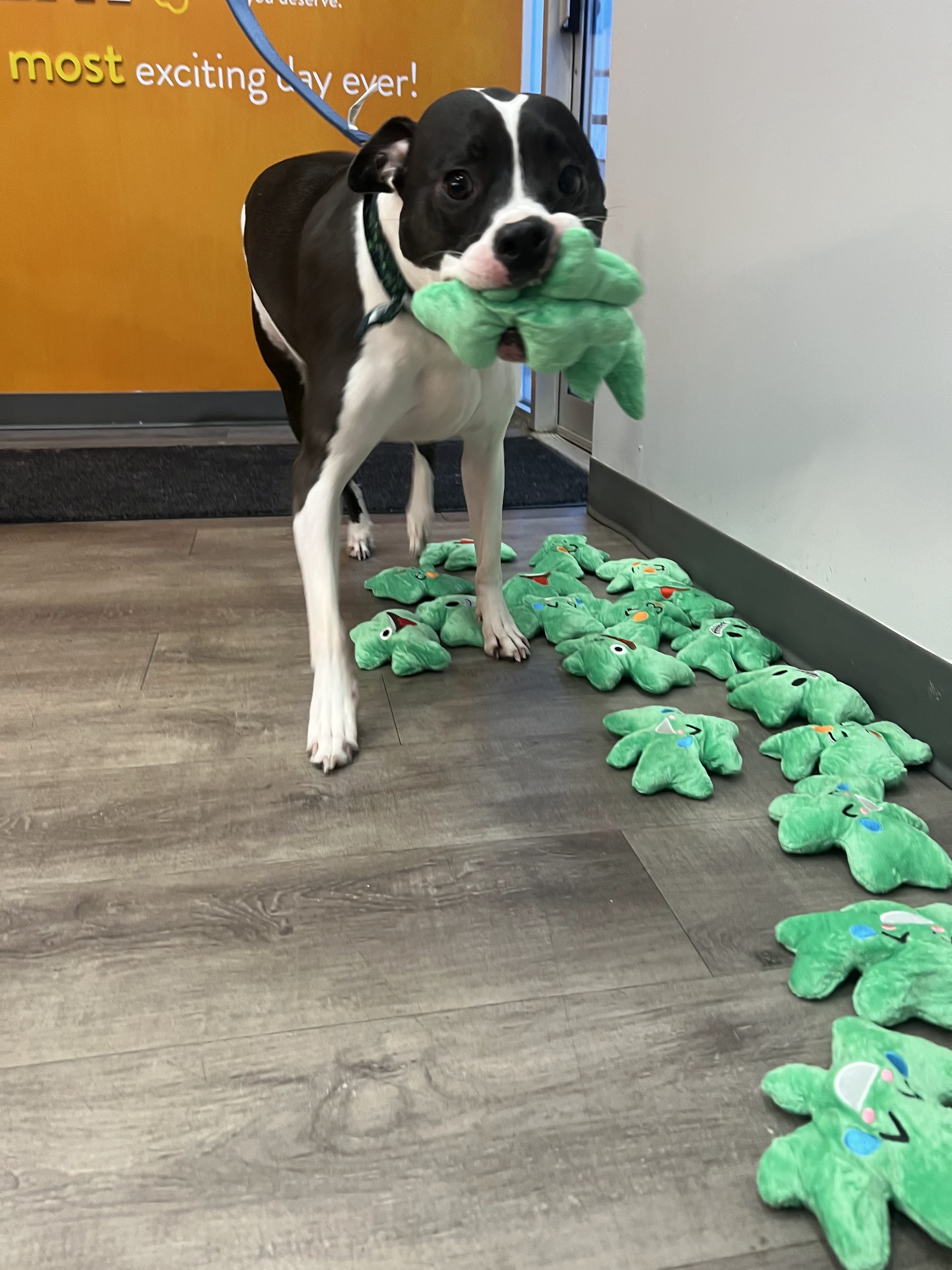 A black-and-white dog holds one of several green toys in its mouth.