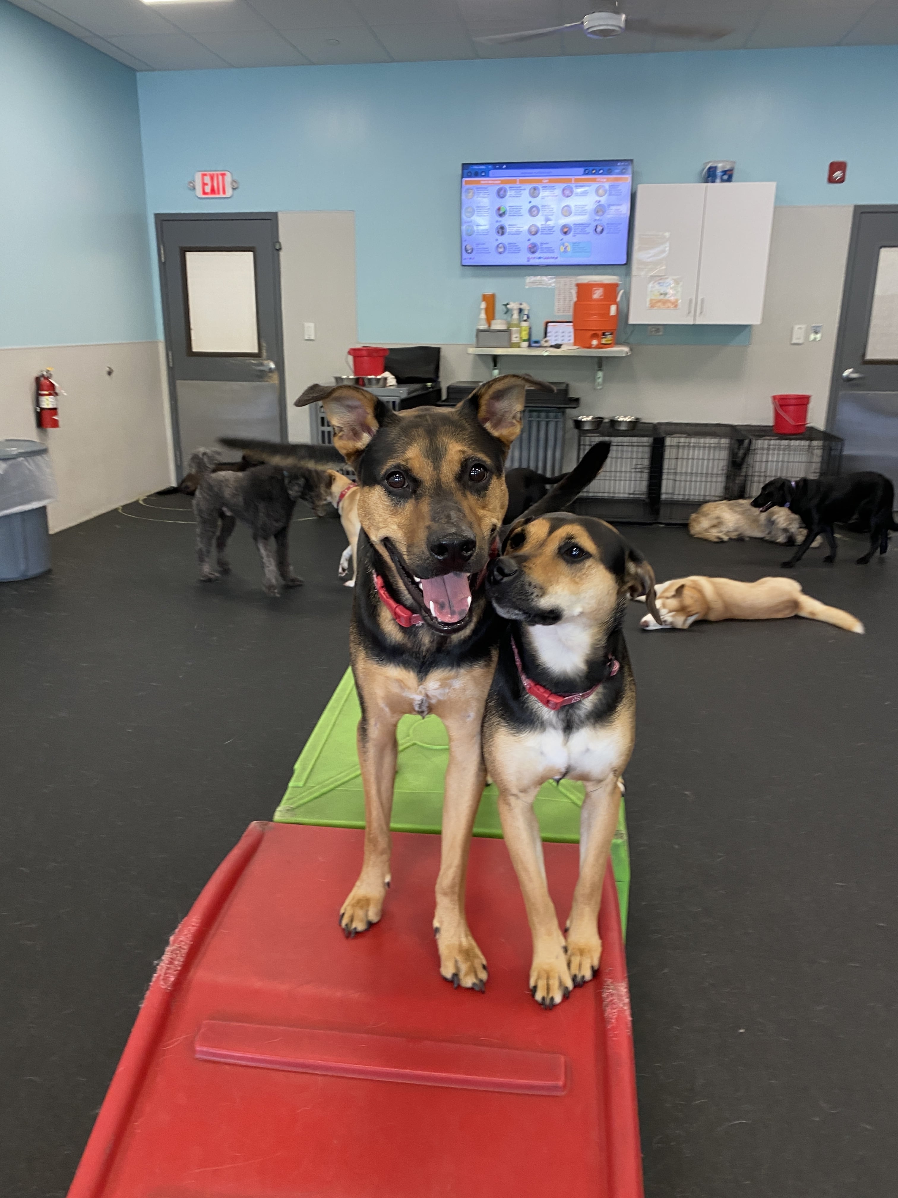 Two dogs look at the camera as they stand atop a red climbing obstacle.