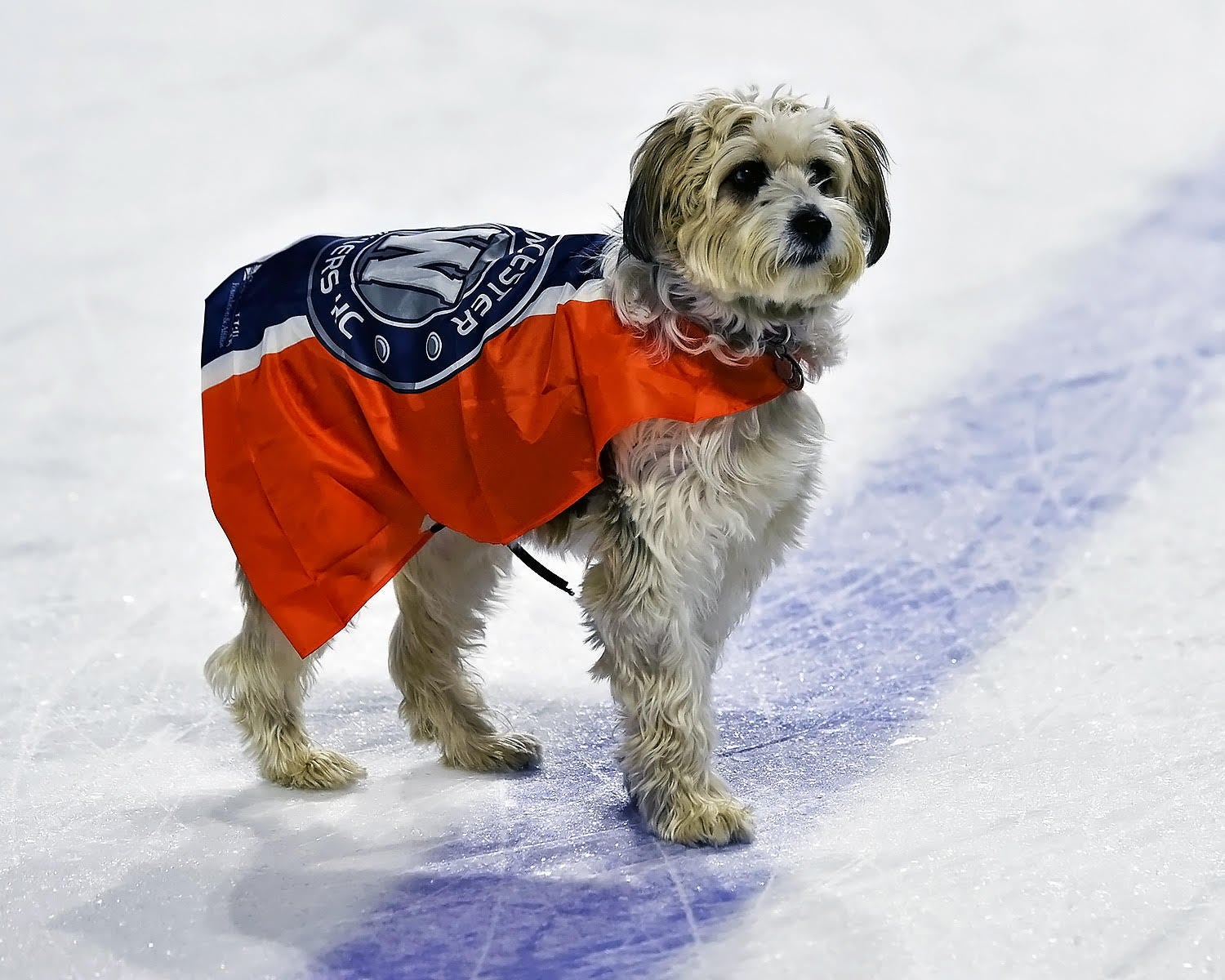 A white dog wearing an orange and blue cape walks on the blue line of a ice hockey rink.