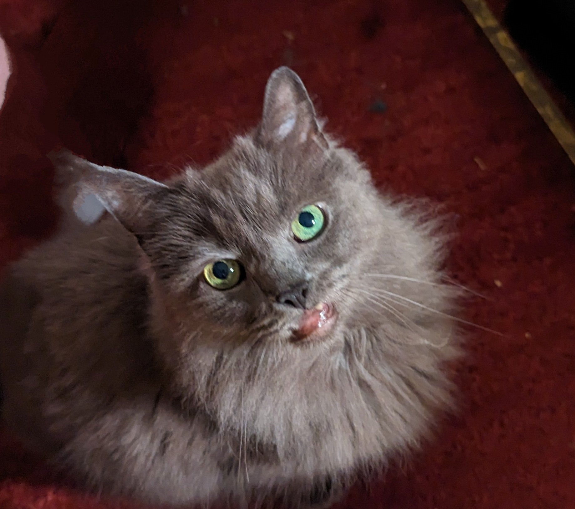A grey cat with green eyes looks at the camera.