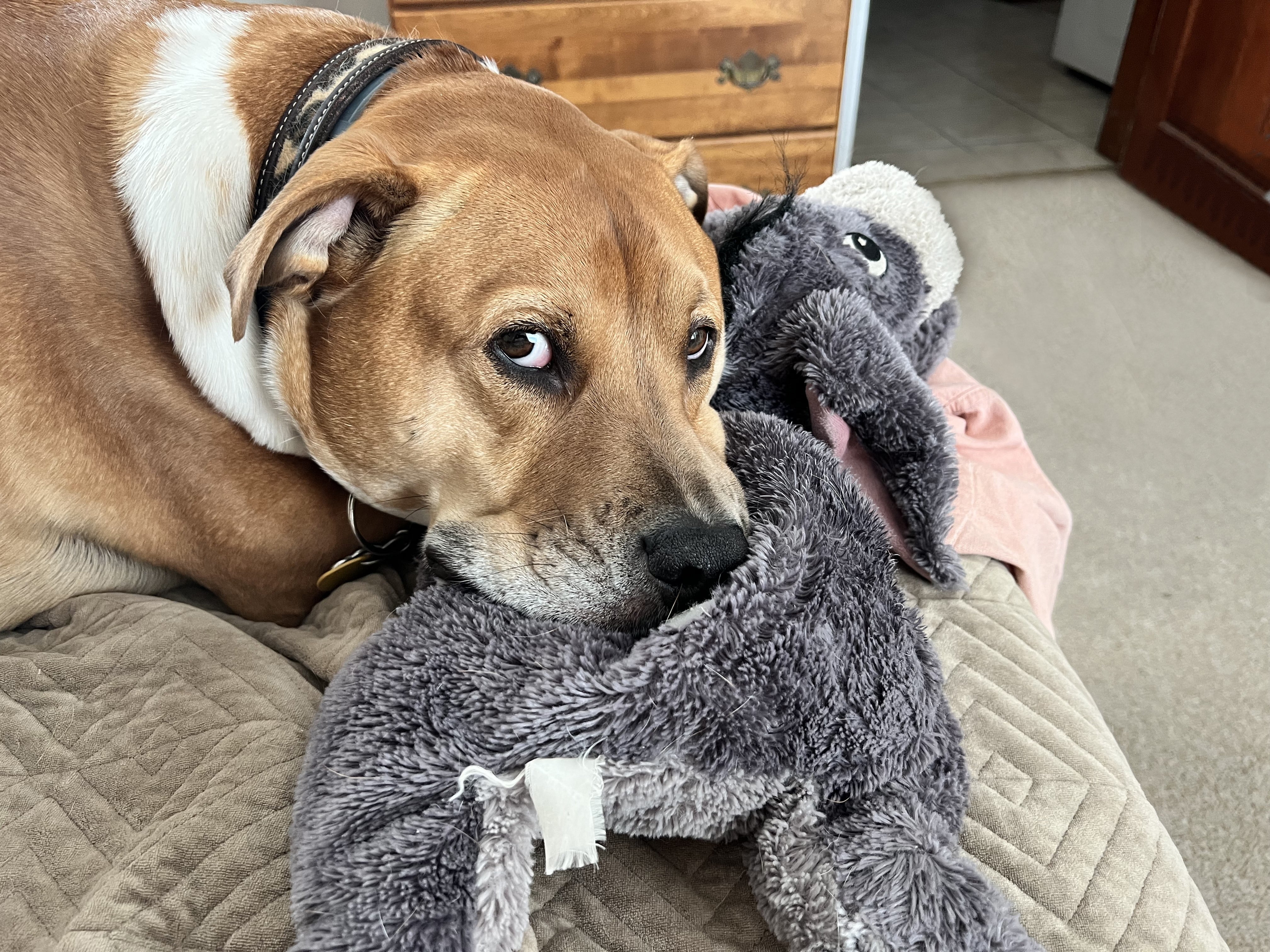 A brown and white dog leans on a grey Eeyore stuffed toy.