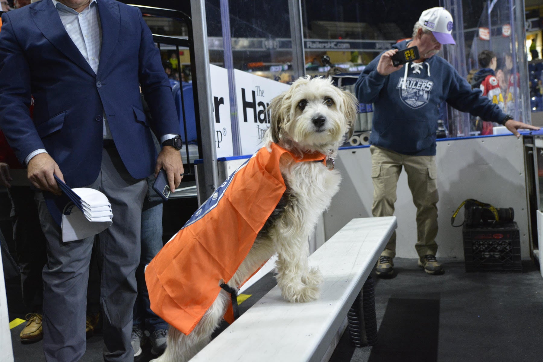 A small white dog with an orange cape stands on a hockey bench in an arena