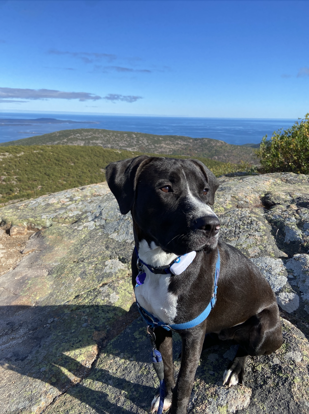 A black dog with a white chest sits on a mountain.