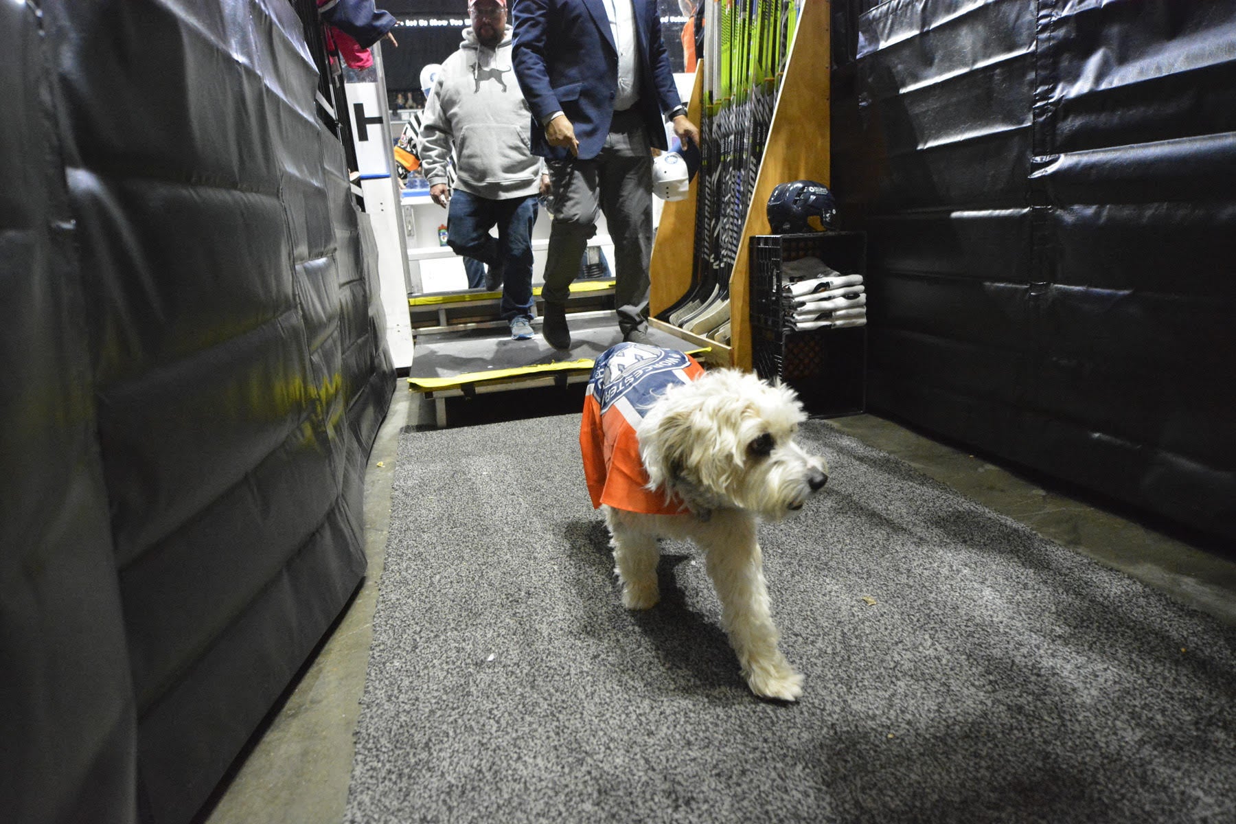 A white dog wearing an orange and blue cape walks through an area tunnel. 