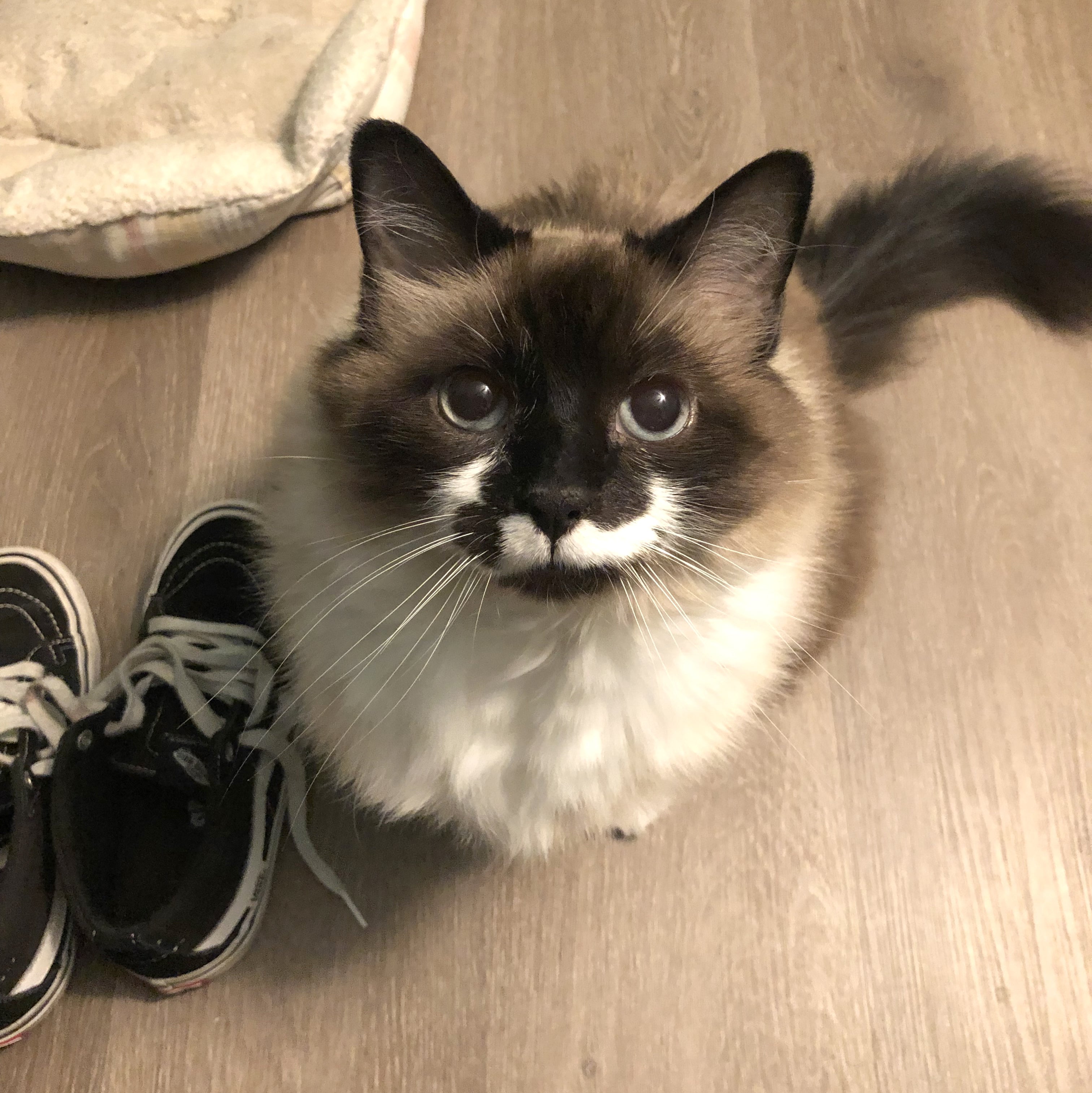 A black, white, and brown cat looks up at the camera next to black sneakers.